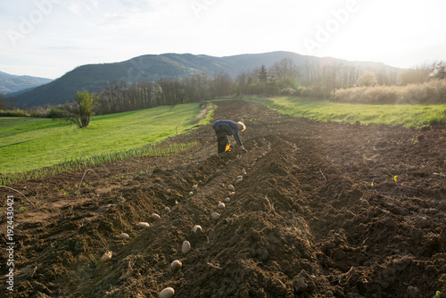 Senior woman bending down to plant seed potatoes in a rural field during sunset