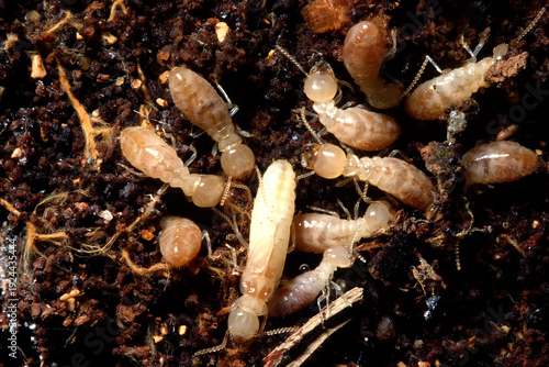 Foto group of subterranean termites, specifically a colony within moist soil