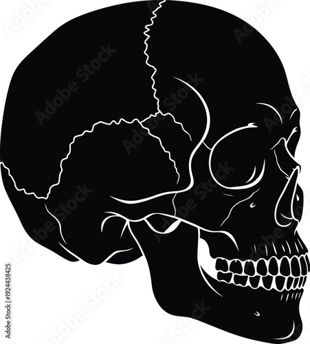 Black and white illustration of a human skull