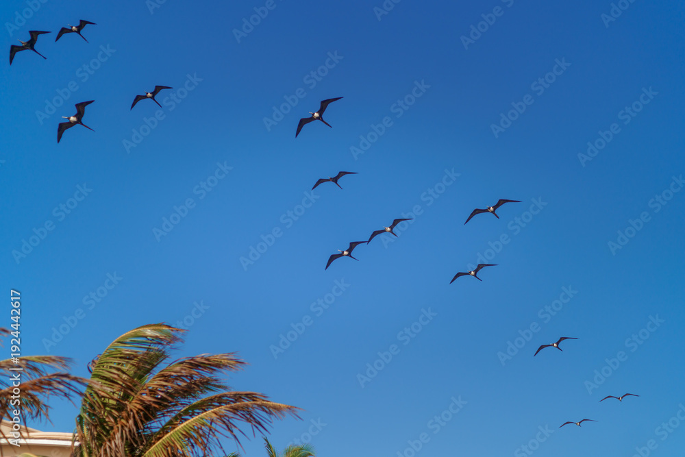 Fototapeta premium Flock of frigatebirds flying above palm tree against blue sky