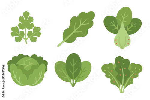Green leafy vegetables and herbs set with spinach, lettuce, kale, bok choy, and parsley for healthy lifestyle illustration