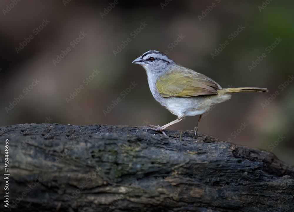 Obraz premium Black-striped Sparrow Perched on Log in Tropical Forest Undergrowth