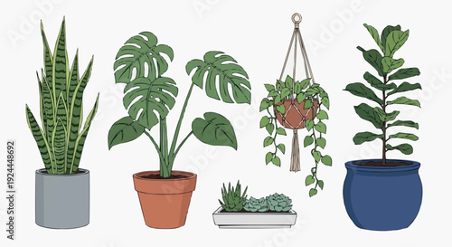 Indoor gardening set showcasing decorative plants