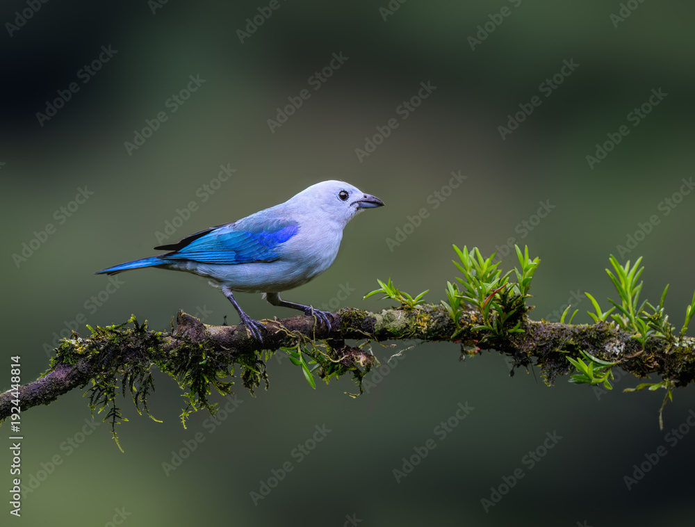Fototapeta premium Blue-gray Tanager Perched on Mossy Branch in Tropical Forest
