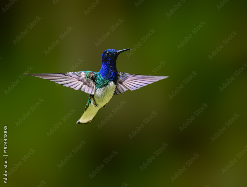 Naklejka premium Male White-necked Jacobin Hummingbird Hovering in Tropical Forest on Green Background
