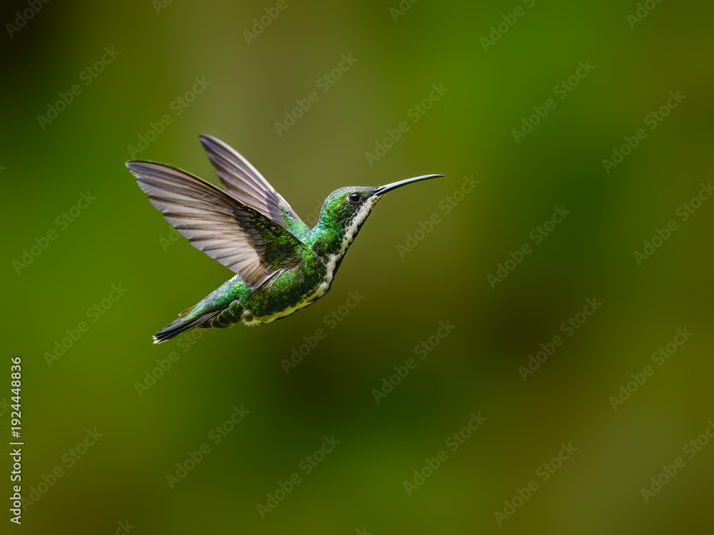 Fototapeta premium Black-throated Mango Hummingbird Hovering In Tropical Forest on Green Background