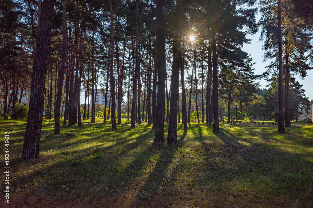 Fototapeta premium Sun rays shining through pine tree trunks in morning forest