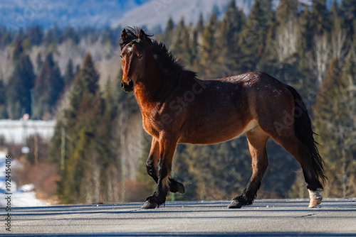 Принти на полотні wild horse stallion in Alberta