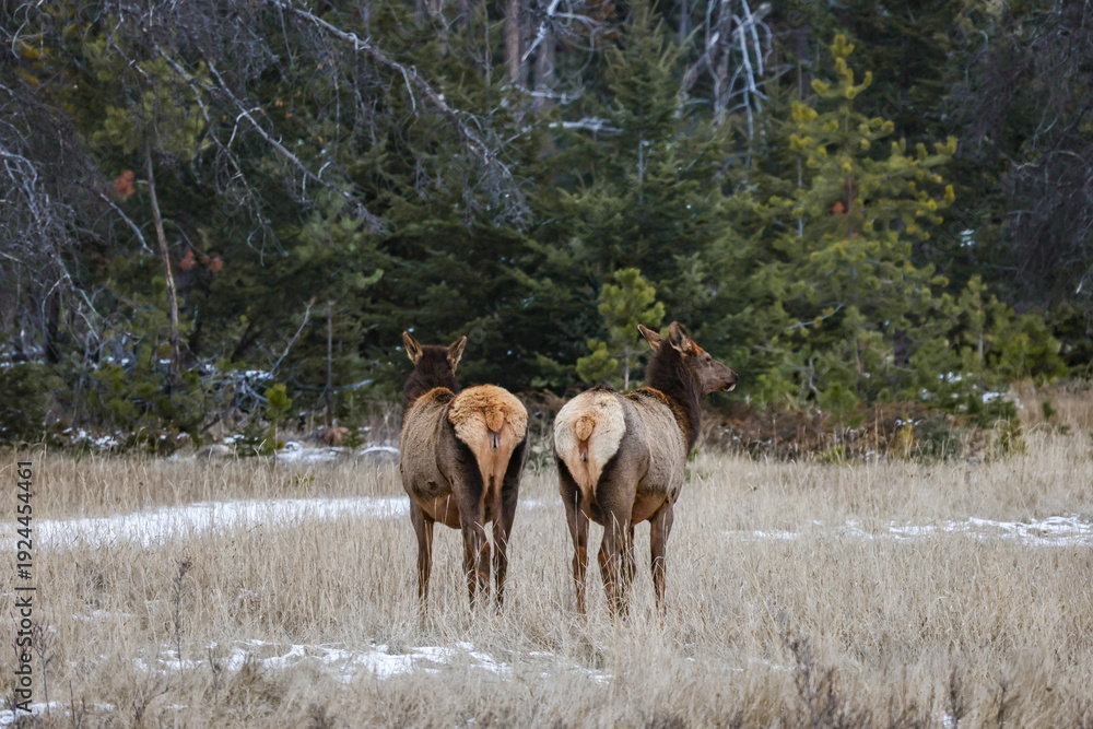 Naklejka premium Elk (Wapiti) in Jasper National Park
