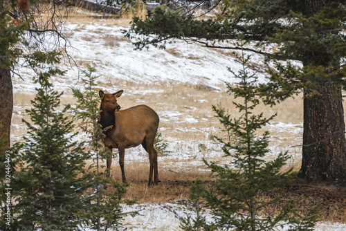 Elk (Wapiti) in Jasper National Park