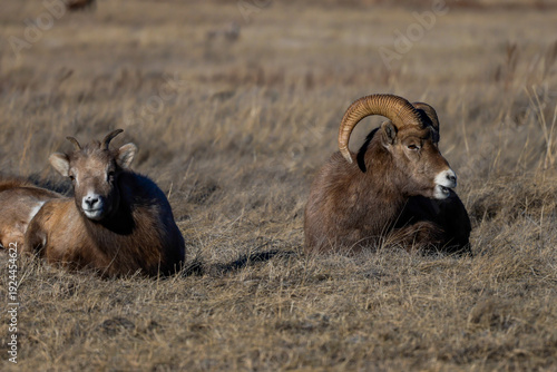 a big horn sheep in the wild