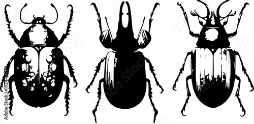 Detailed Beetle Illustration Grid with Decorative Insect Designs Inspired by Vintage Scientific Engravings