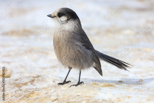 Canada jay in Jasper National Park