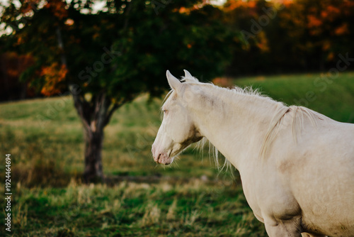 Εκτύπωση καμβά Equestrian dream