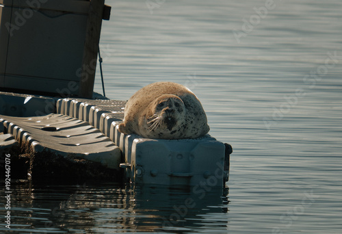 Serene Seal Idles On Buoyant Pier In Tranquil Coastal Scene With Golden Glow And Peaceful Surroundings
