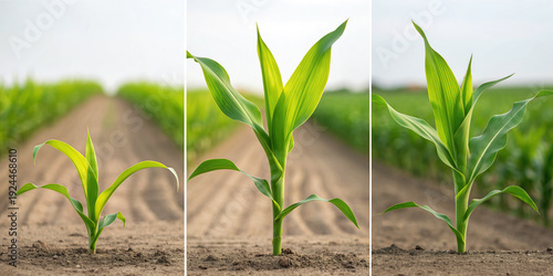 A series of young corn plants growing in a field
