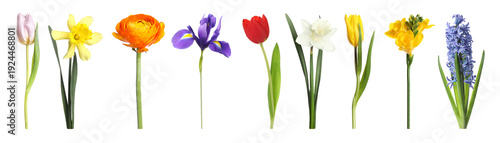 Wallpaper Mural Set of beautiful spring flowers isolated on white Torontodigital.ca