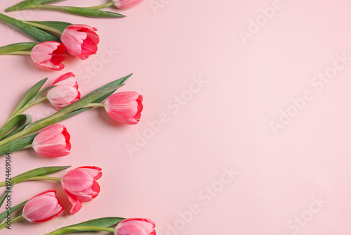 Beautiful tulips on pink background, top view. Space for text
