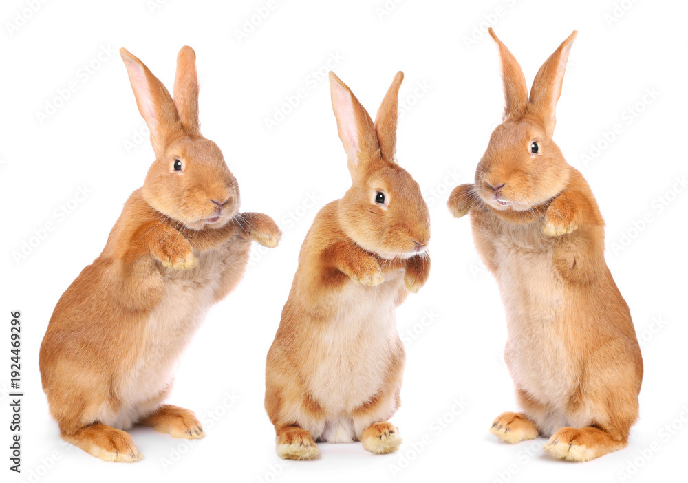 Fototapeta premium Fluffy brown rabbit on white background, collage