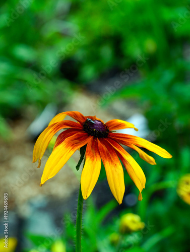 Foto Sonnenhut (Rudbeckia)
