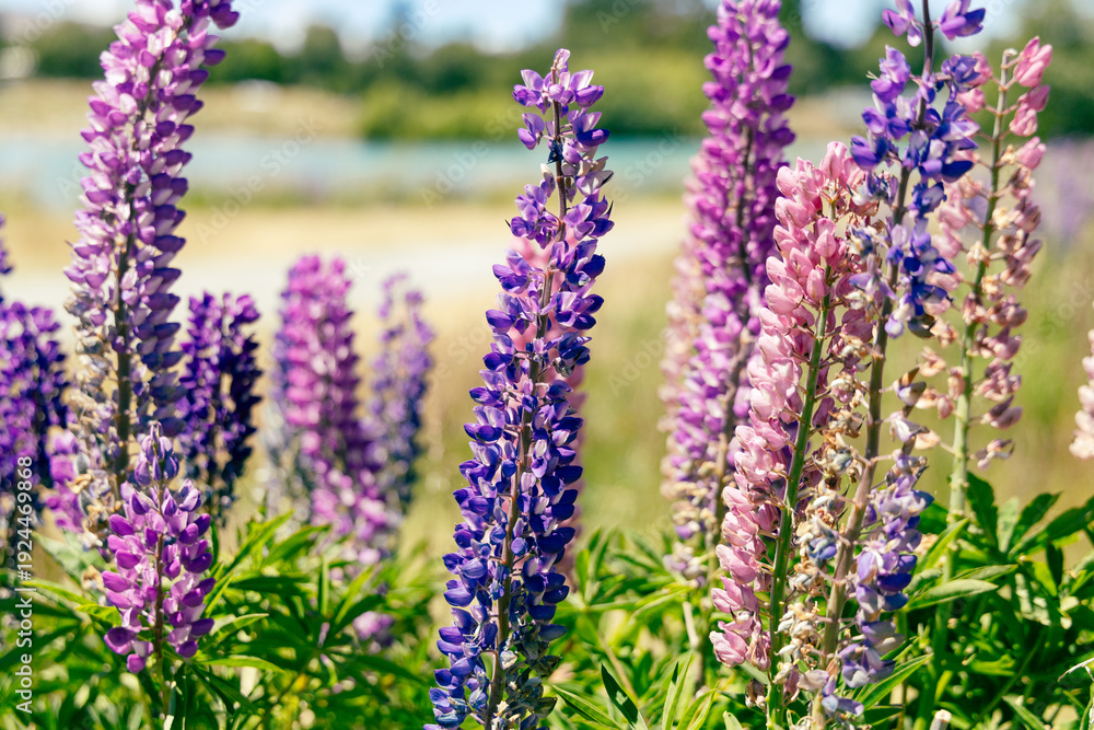 Obraz premium Colorful Lupine Spikes Bloom Beside Sunny Lake