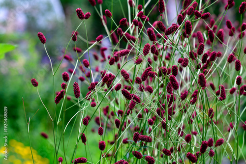 Großer Wiesenknopf (Sanguisorba officinalis)