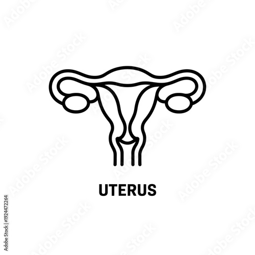 Line art illustration of human female reproductive system uterus organ