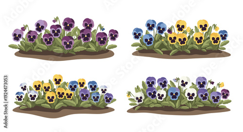Four colorful beds of pansies in purple, blue, and yellow bloom in spring