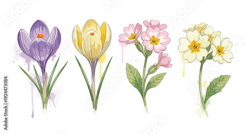 Delicate watercolor illustration of spring flowers including crocuses and primroses