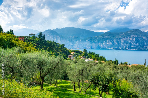 Olive Grove on a Hill Overlooking Lake Garda, Malcesine