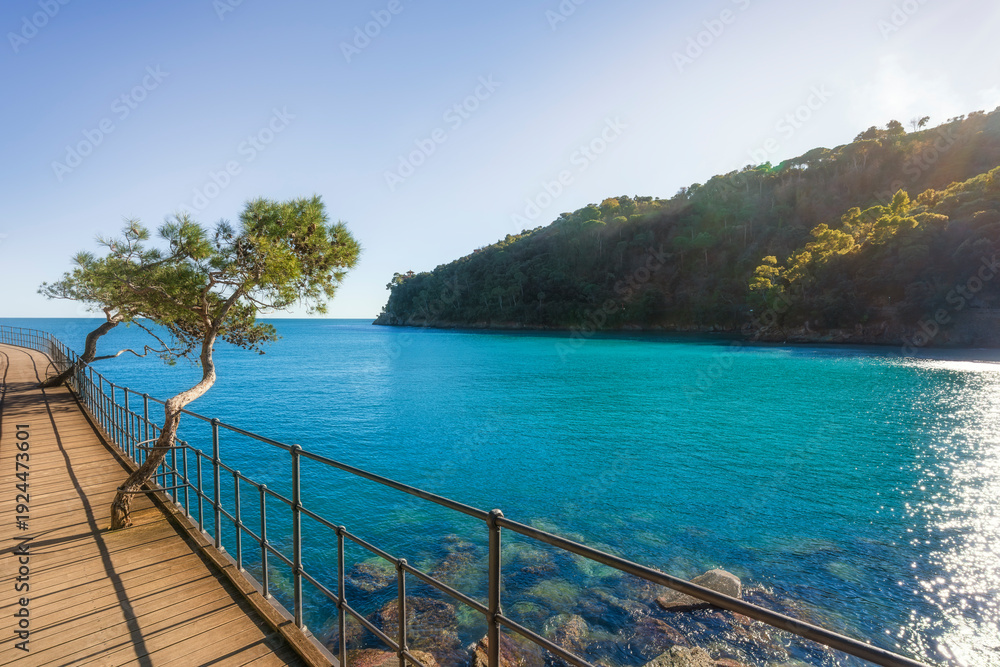 Fototapeta premium Coastal Path with Pine Trees in Paraggi, Portofino