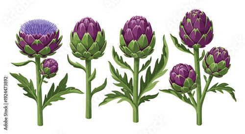 Collection of vibrant purple artichoke plants with detailed green leaves and buds on a white background