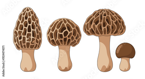 Collection of assorted morel mushrooms and a button mushroom, illustrated on a white background