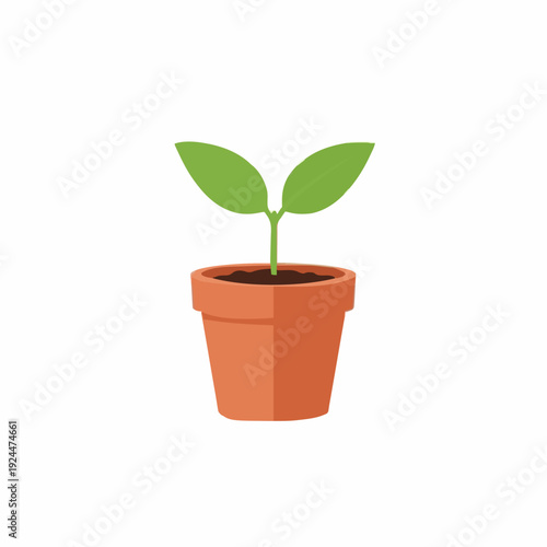 Small Green Plant Growing In A Terracotta Pot With White Background