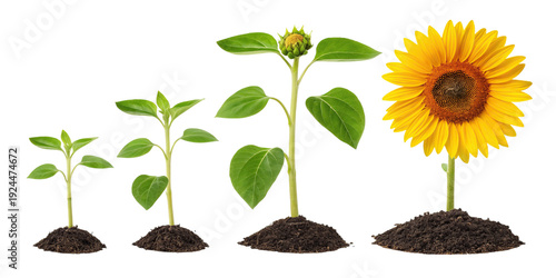 The life cycle of a sunflower from seedling to bloom