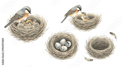 Watercolor illustration of birds in nests, showing parental care and new life