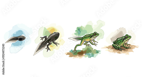 Illustration showing the complete life cycle stages of a frog from tadpole to adult
