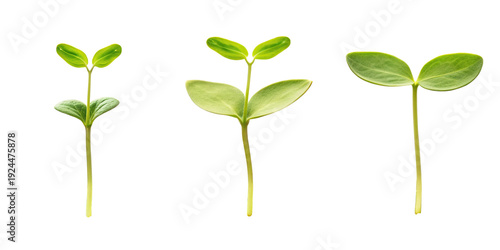 A series of green plant sprouts in different stages of growth