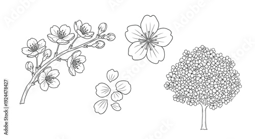 Collection of delicate cherry blossom illustrations in a clean line art style