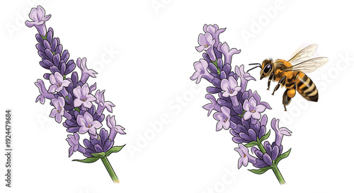 Illustration of a bee collecting nectar from a lavender flower on a white background