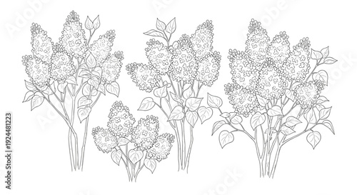 Delicate line art illustration of blooming lilac branches with detailed clusters of flowers and leaves