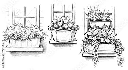 Sketch of three different window boxes filled with various plants and flowers