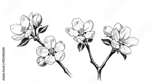 Delicate black and white illustration of apple blossoms on branches, perfect for spring themes