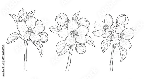 Delicate line art illustration of three blooming apple tree branches with leaves and buds