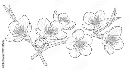 Delicate line art illustration of a blooming cherry blossom branch with buds and leaves