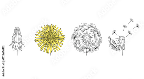 Dandelion life cycle stages shown as line art: bud, yellow flower, seed head, and flying seeds