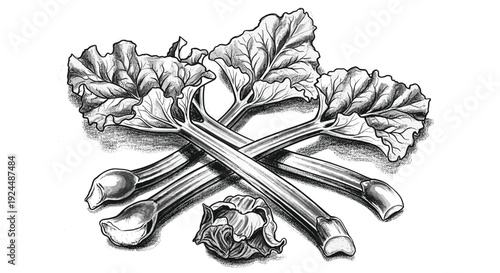 Detailed illustration of fresh rhubarb stalks with large leaves, a classic garden vegetable