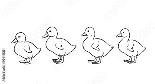 Four cute ducklings lined up in a row, simple black and white line art illustration
