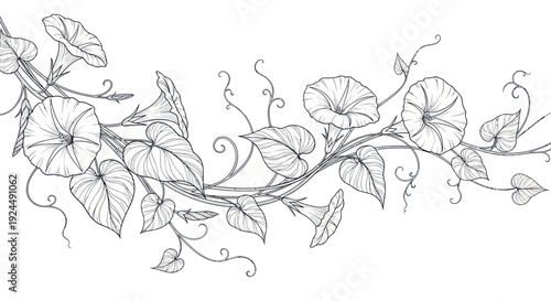 Konstfotografi Elegant Morning Glory Flower Vine Sketch Border - Black and White Botanical Illu