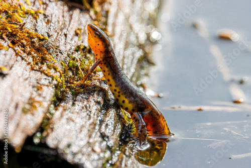 Photography eastern newt Notophthalmus viridescens adult stage mating season on the surface
